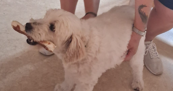 nathalie pet sitter à SEGRE EN ANJOU BLEU 49500_2