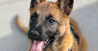 leyane pet sitter à Valencin 38540_2