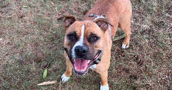 renaud pet sitter à MONTIGNY LENCOUP 77520_1