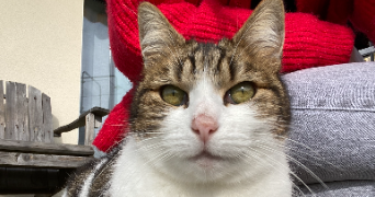marine pet sitter à TOULOUSE 31000_0