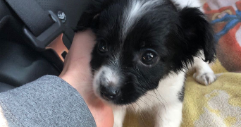 sarah pet sitter à HAISNES 62138_5