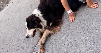 jone pet sitter à ANGLET 64600_1