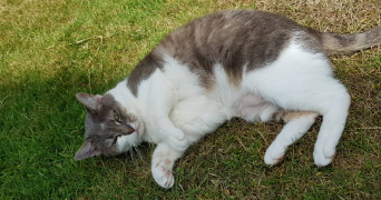 emma pet sitter à LE THUIT DE L OISON 27370_9