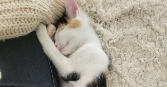 nathalie pet sitter à PARIS 11 75011_2