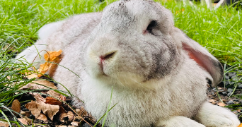 cynthia pet sitter à BOUZEL 63910_1