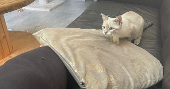 tiphany pet sitter à ST OUEN EN BRIE 77720_7