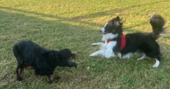 antoine pet sitter à LILLE 59000_3