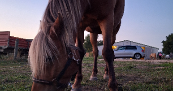 maëva  pet sitter à VALENCE 26000_3