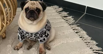nina pet sitter à VALENCIENNES 59300
