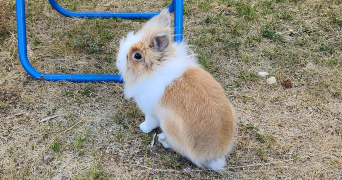 lucille pet sitter à Bretignolles sur Mer 85470_1