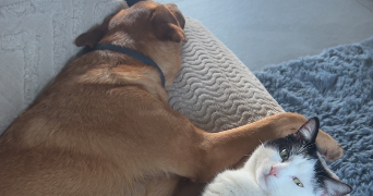 flore pet sitter à Nomain 59310_1