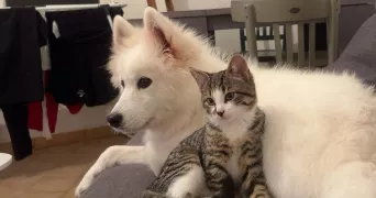 naomy pet sitter à MONTFORT L AMAURY 78490