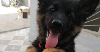 raslen dog sitter à ASNIERES SUR SEINE 92600_1