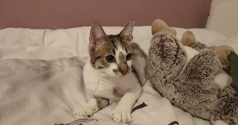 léa pet sitter à VILLENEUVE D ASCQ 59491_3