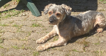 elise pet sitter à LILLERS 62190_3