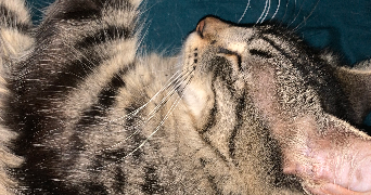 maeline pet sitter à MONTATAIRE 60160_0