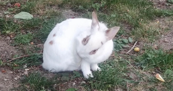 Lea pet sitter à Choisy-le-Roi 94600_2