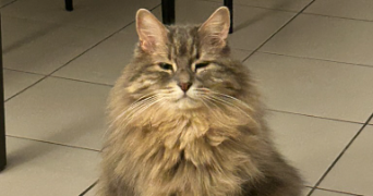 thomas pet sitter à PARIS 18 75018_0