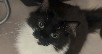 manon pet sitter à VILLENEUVE LES AVIGNON 30400_2