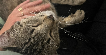 camille pet sitter à VILLENAVE D ORNON 33140_4