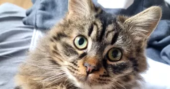 chloé pet sitter à MONTFAUCON EN VELAY 43290