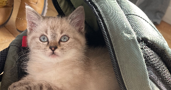 gabrielle pet sitter à VALENCIENNES 59300_2
