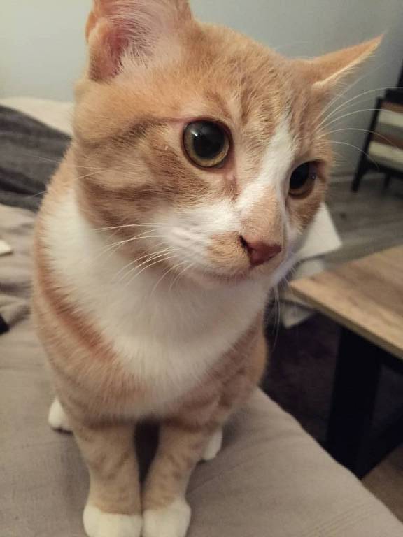 AMELIE pet sitter à Plogonnec 29180_1