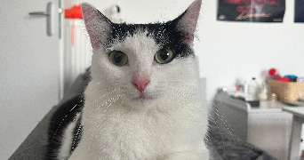 lucie cat sitter à AMIENS 80000_3