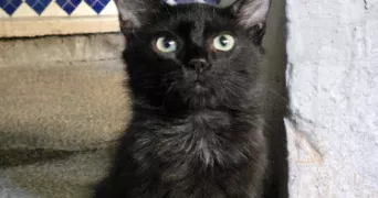 omayma pet sitter à NANTERRE 92000