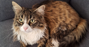 anais pet sitter à TURCKHEIM 68230_0