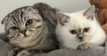 raisa pet sitter à SEVRAN 93270_4