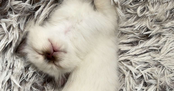 mégane pet sitter à CREPY EN VALOIS 60800_9