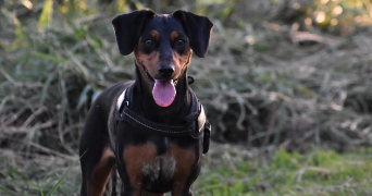 nina pet sitter à ST BREVIN LES PINS 44250_0