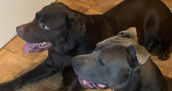 myriam pet sitter à PARIS 13 75013_2