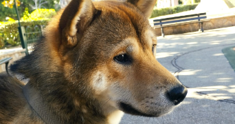 mourad pet sitter à NICE 06000_4
