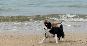 noémie pet sitter à OUISTREHAM 14150_2