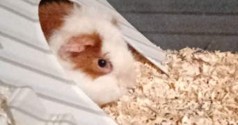 elodie pet sitter à NEUILLY SUR MARNE 93330_6