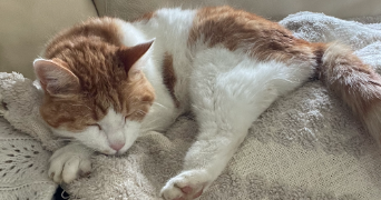 emilie pet sitter à Nancy 54000_3