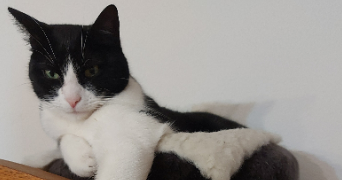 fabienne cat sitter à CERNAY 68700_3