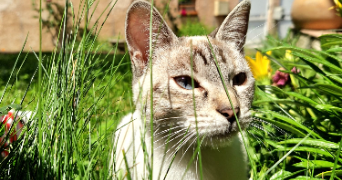 eneka pet sitter à CUGNAUX 31270_1