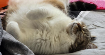 killian pet sitter à REIMS 51100_5