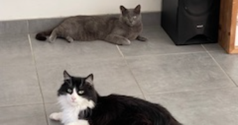 ana pet sitter à NOYAL CHATILLON SUR SEICHE 35230_2