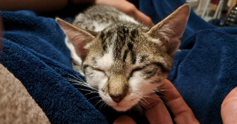 pier paolo pet sitter à BOIS GUILLAUME 76230_2