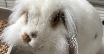 corentin pet sitter à Ivry-sur-seine 94200_7