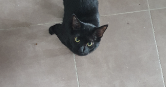 marie pet sitter à LA SALVETAT ST GILLES 31880_3