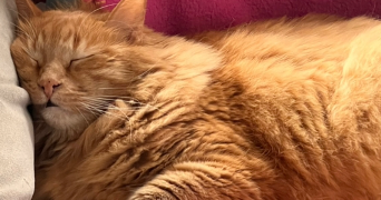 romain cat sitter à SEVRES 92310_1