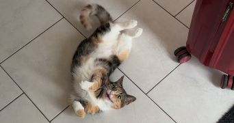 lilou cat sitter à EPERLECQUES 62910_3