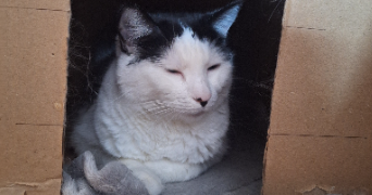catheline pet sitter à ALBERTVILLE 73200_4