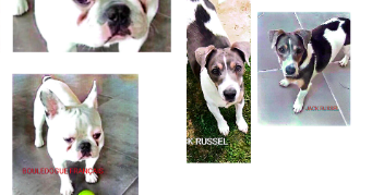 huan dog sitter à FARAMANS 01800_5