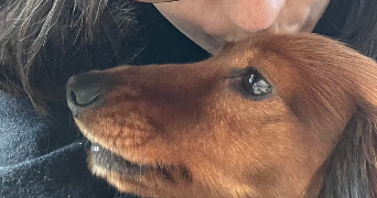 margaux pet sitter à ST CYR SUR LOIRE 37540_3